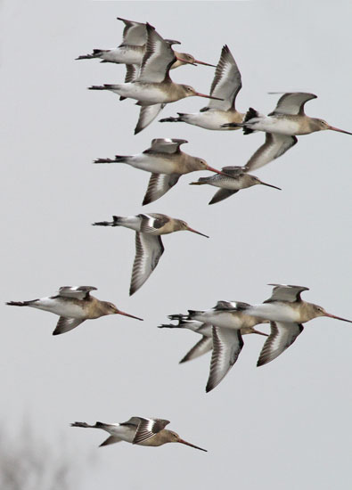 Long-billed Dowitcher