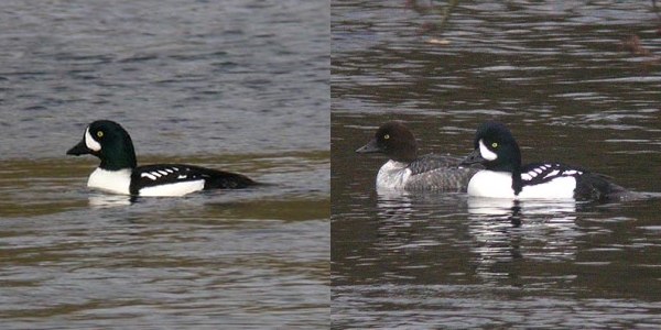 Barrow's Goldeneye