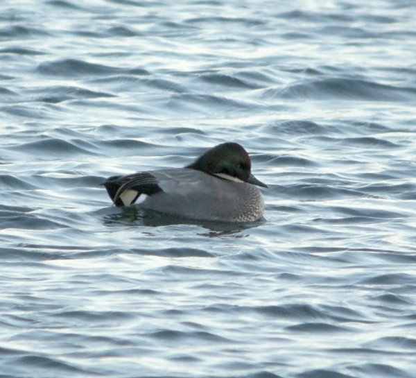 Falcated Duck