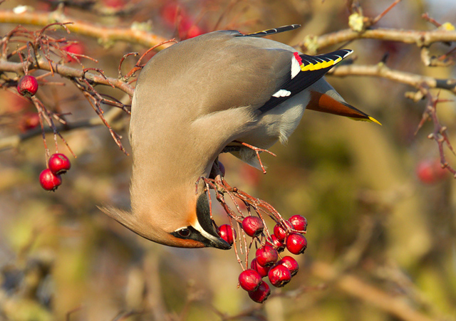 Waxwing