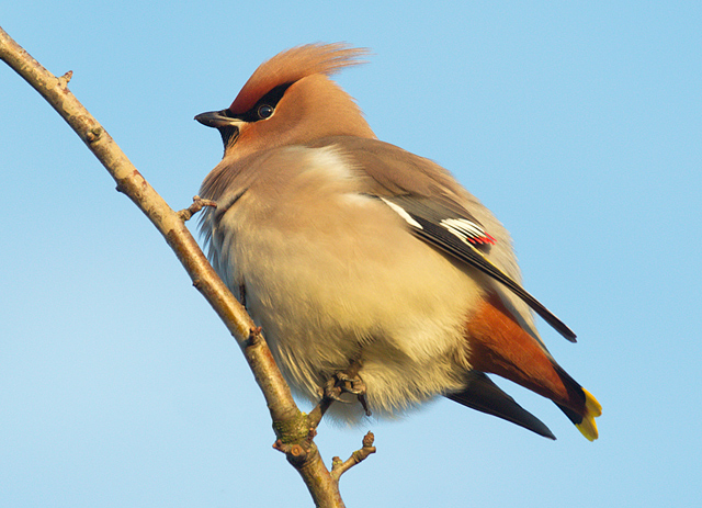 Waxwing