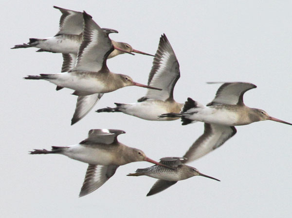 Long-billed Dowitcher