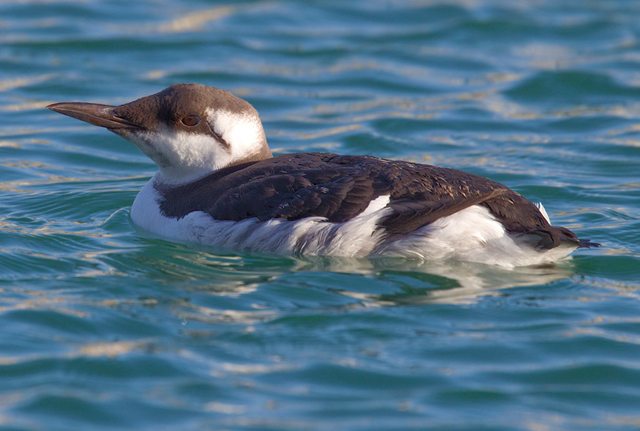 Guillemot