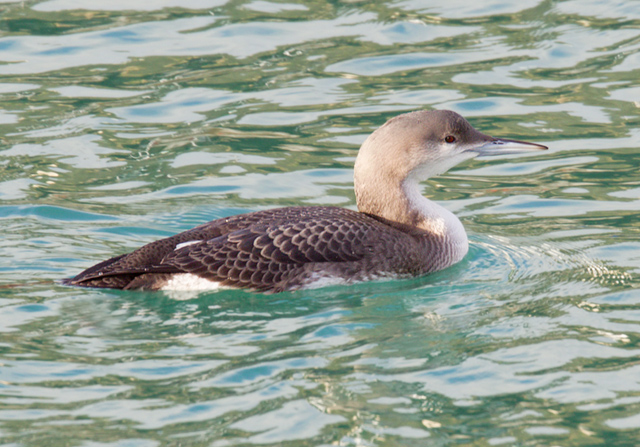 Black-throated Diver