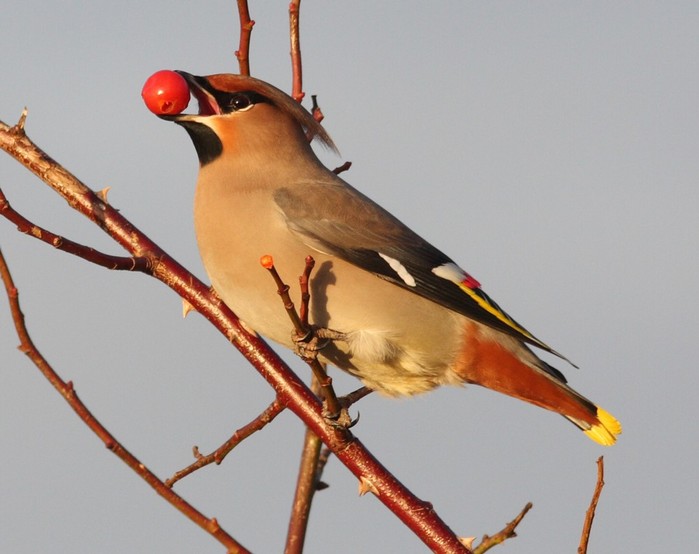 Waxwing