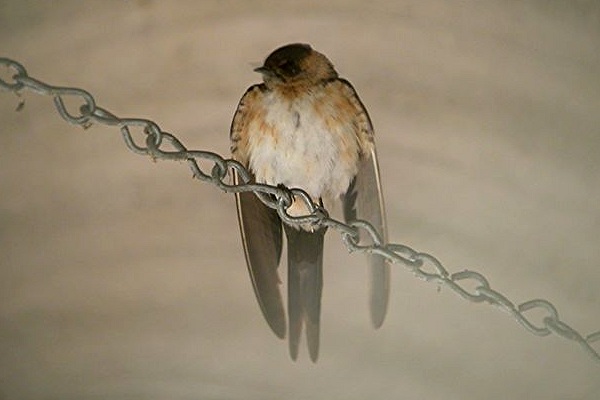 Red-rumped Swallow
