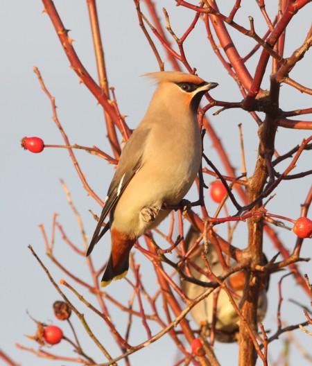 Waxwing