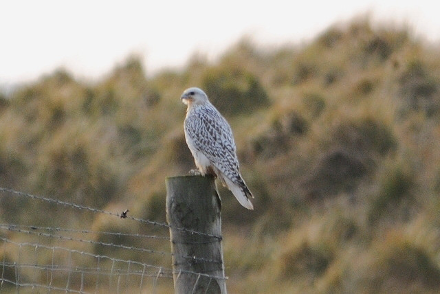 Gyr