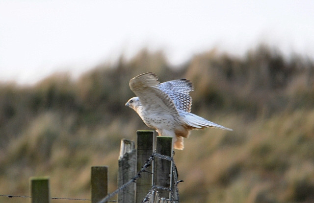 Gyr