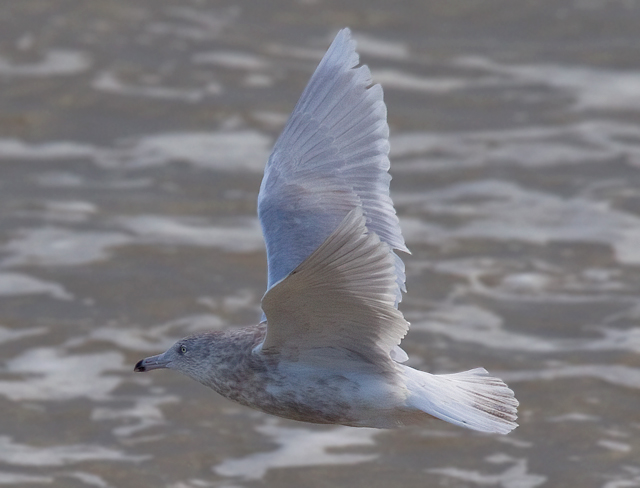 Glaucous Gull