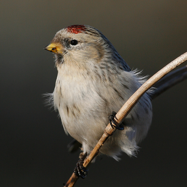 Hornemann's Arctic Redpoll
