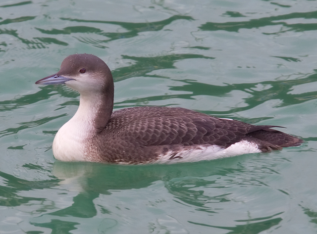 Black-throated Diver