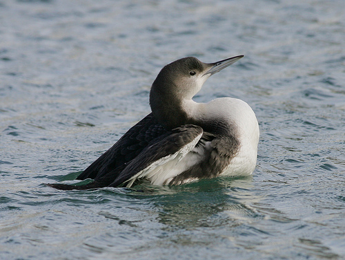Black-throated Diver