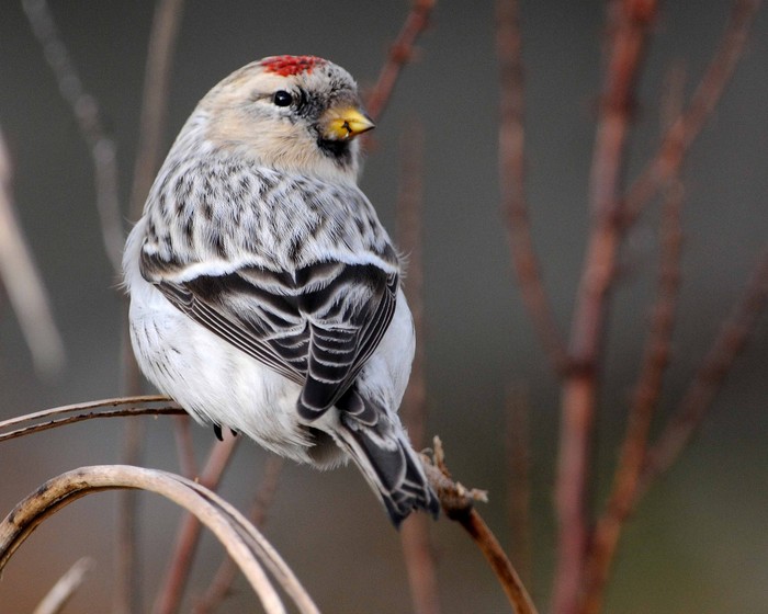 Hornemann's Arctic Redpoll