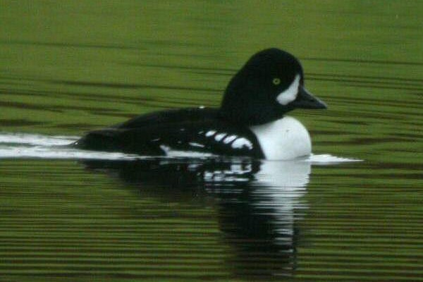 Barrow's Goldeneye