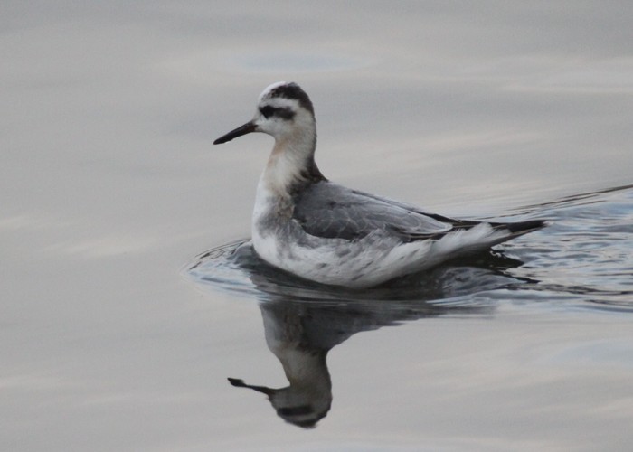 Grey Phalarope