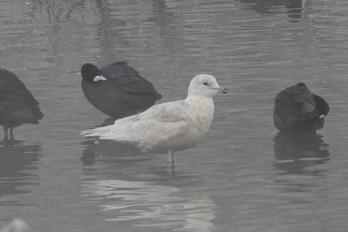 Iceland Gull
