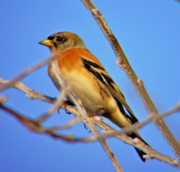Brambling