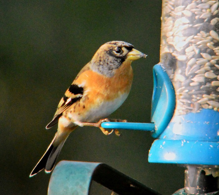 Brambling