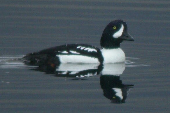 Barrow's Goldeneye