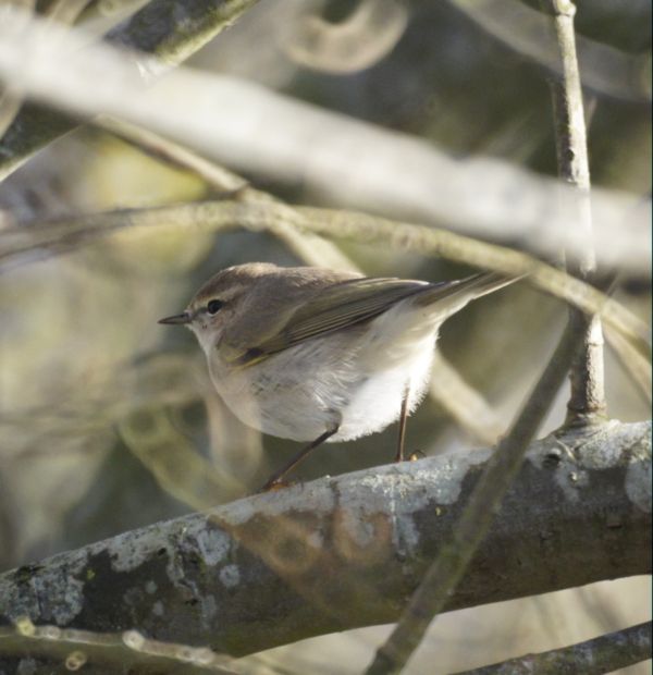 Siberian Chiffchaff