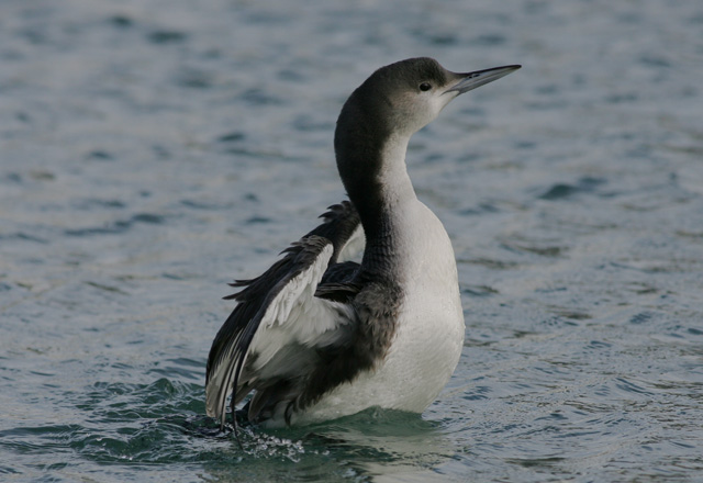 Black-throated Diver