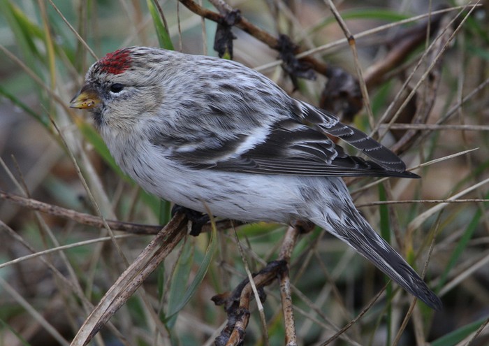 Hornemann's Arctic Redpoll