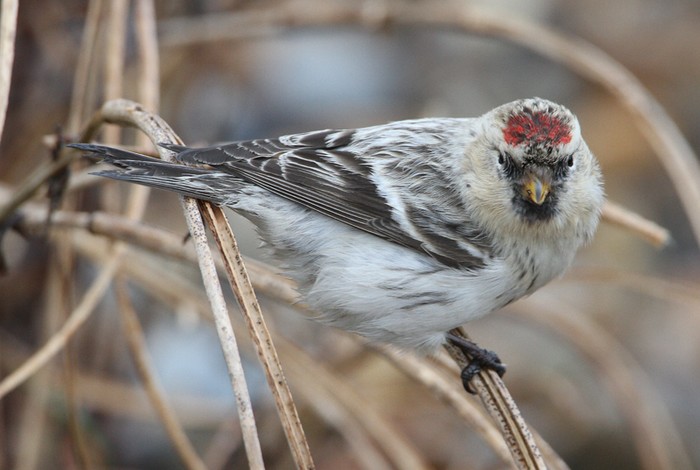 Hornemann's Arctic Redpoll