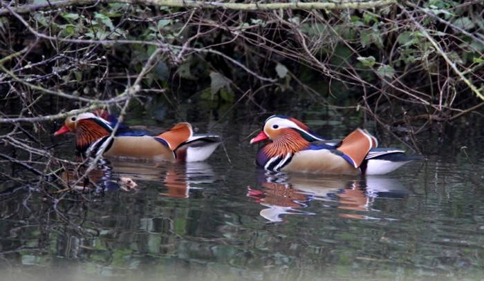 Mandarin
