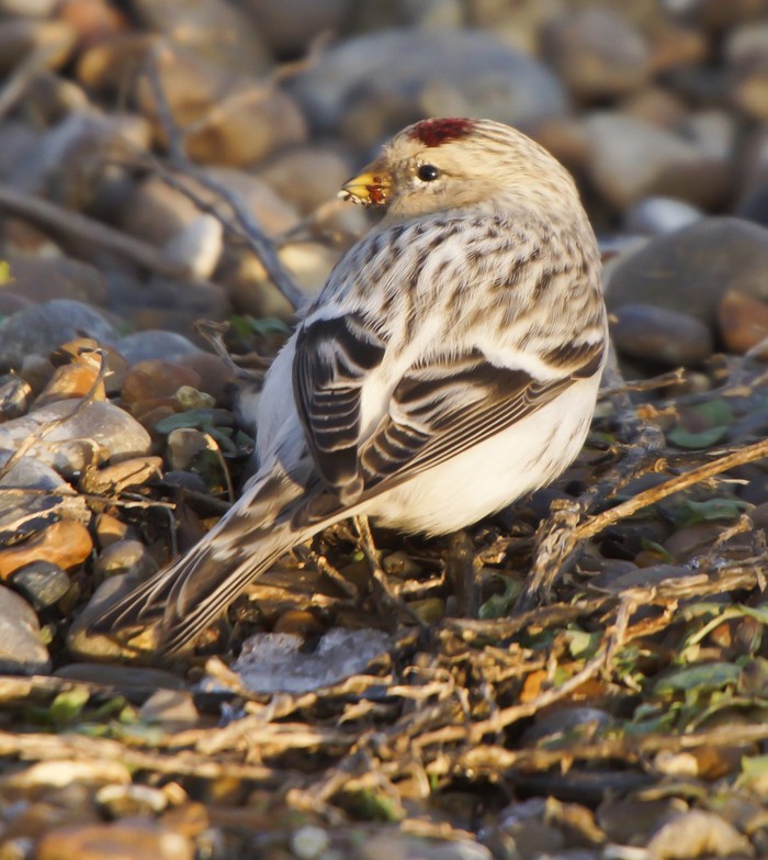 Hornemann's Arctic Redpoll
