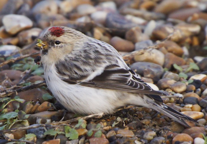 Hornemann's Arctic Redpoll