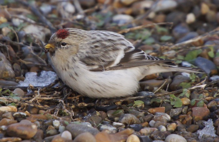 Hornemann's Arctic Redpoll