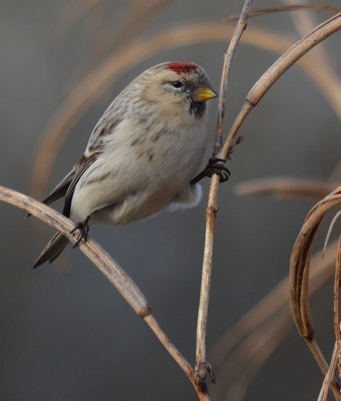Hornemann's Arctic Redpoll
