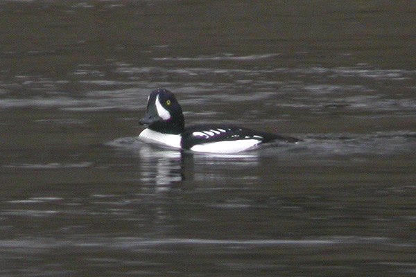 Barrow's Goldeneye