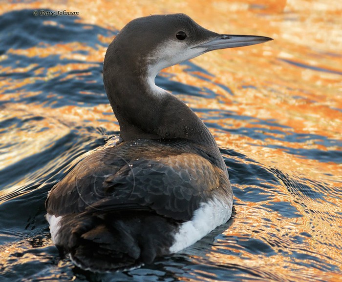 Black-throated Diver