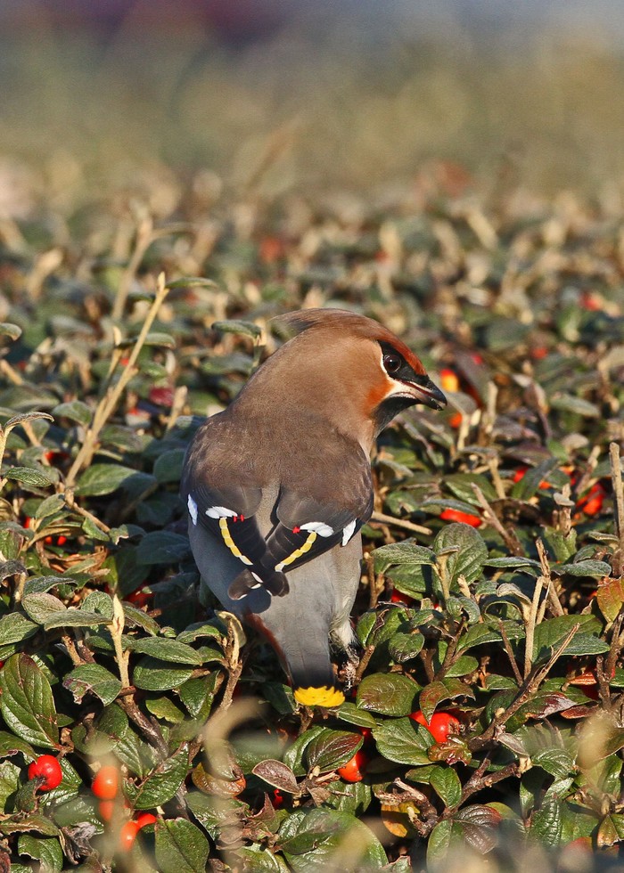 Waxwing