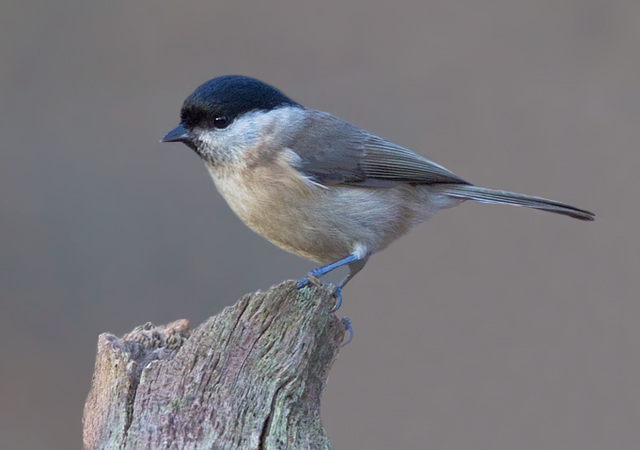 Marsh Tit