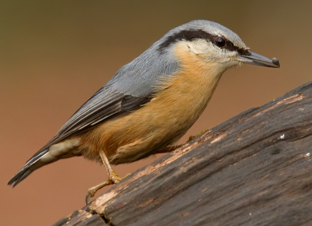 Nuthatch