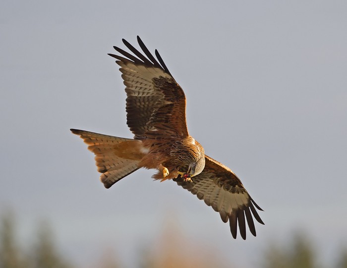 Red Kite