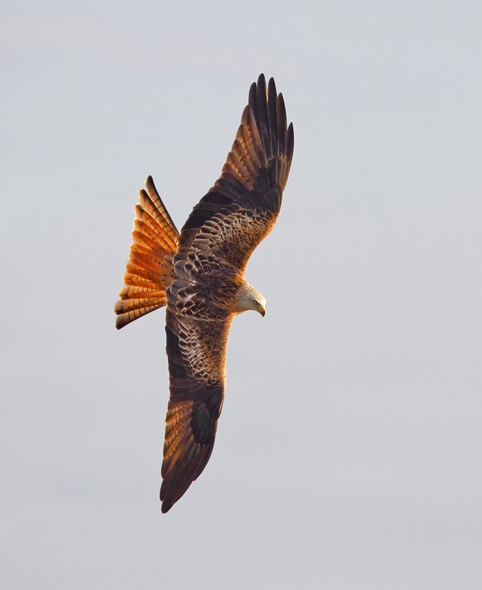 Red Kite