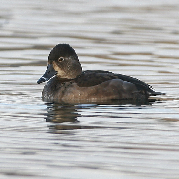 Ring-necked Duck