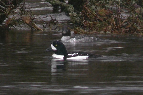 Barrow's Goldeneye