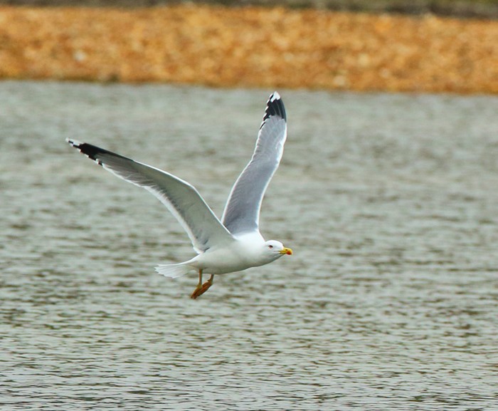 Yellow-legged Gull