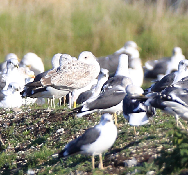 Caspian Gull