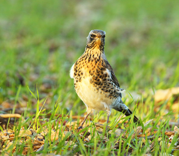 Fieldfare