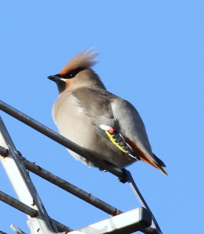 Waxwing