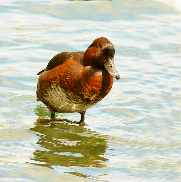 Ferruginous Duck