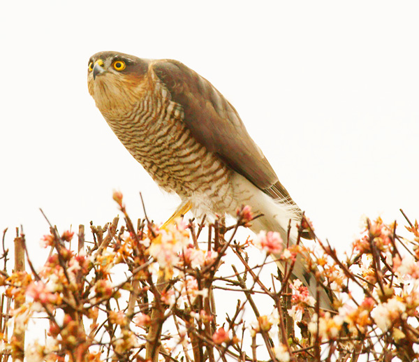 Sparrowhawk