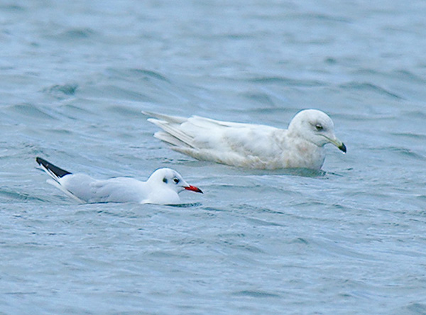 Iceland Gull