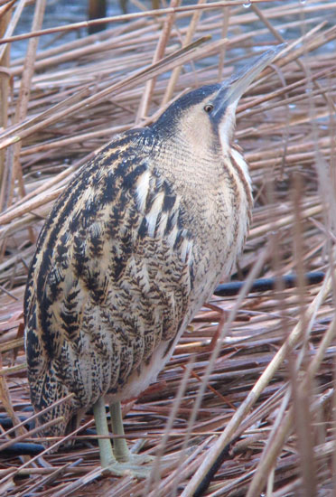 Bittern
